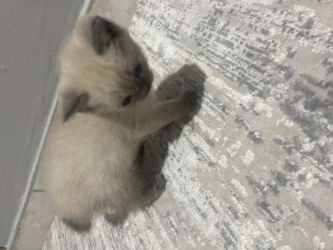 Yavru british longhair kedilerimize yeni yuva