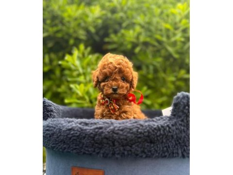 Show kalite toy poodle yavrular