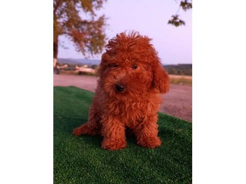Toy poodle 3 aylık