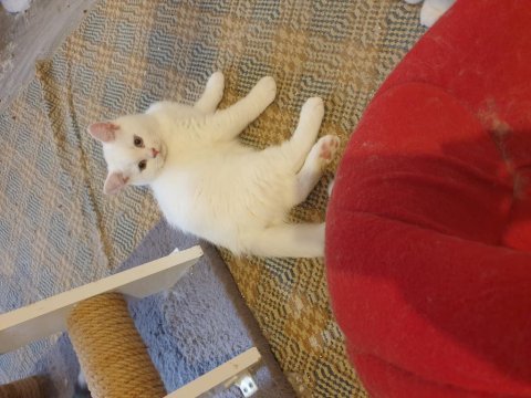 Harika güzellikte bembeyaz british shorthair yavrular