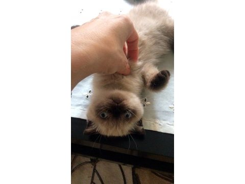 Minik scottish fold kızımızı sahiplendiriyoruz