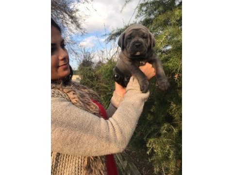 Üst kalite dev cane corso yavrularım