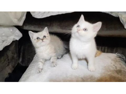 British shorthair erkek yavrular