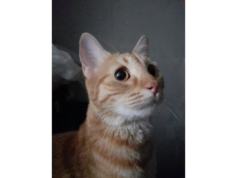 Kedimiz maya için yeni yuva arıyoruz