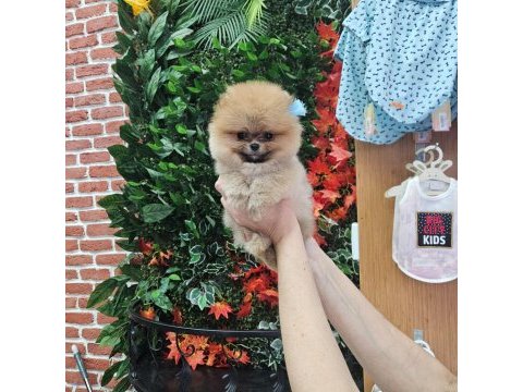 Pomeranian yavrular