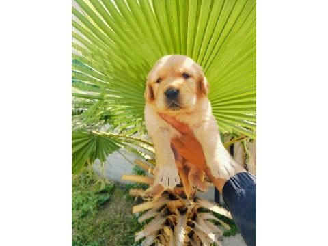 Golden retriever yavruları