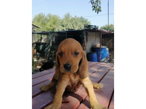 İtalyan tazısı segugio av köpeği
