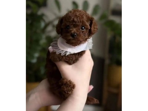 Podyum güzeli poodle