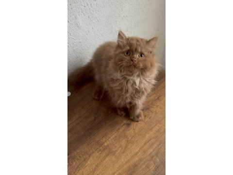 Safkan british longhair cinnamon