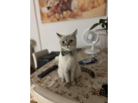 1 yaşındaki dişi kedim miyayı sahiplendiriyorum
