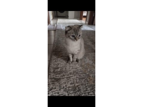 Anne scottish fold1 buçuk yaşında