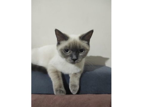 British shorthair yavrular