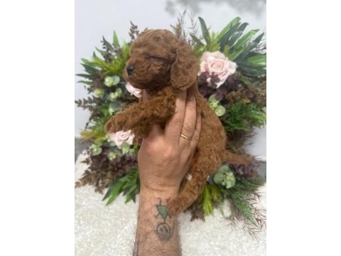 Erkek red brown kore poodle yavrularım