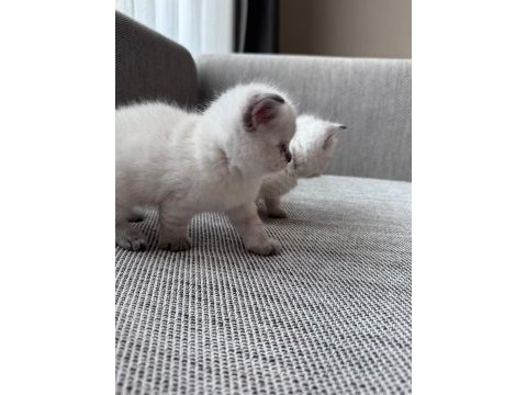 Safkan beyaz british shorthair yavrular