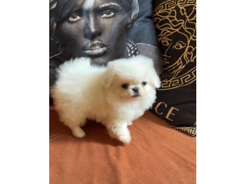Nadir bulunan teddy imperial teacup pekinez yavru