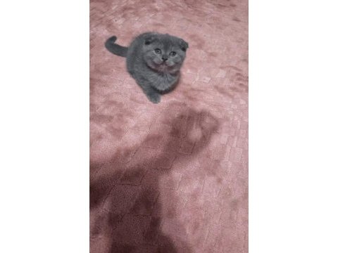 Scottish fold minnoşum