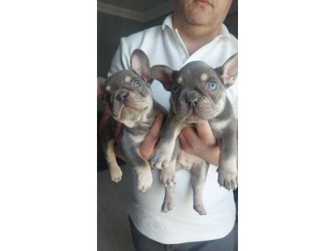 Muhteşem kaliteli mavi gözlü french bulldog yavrular