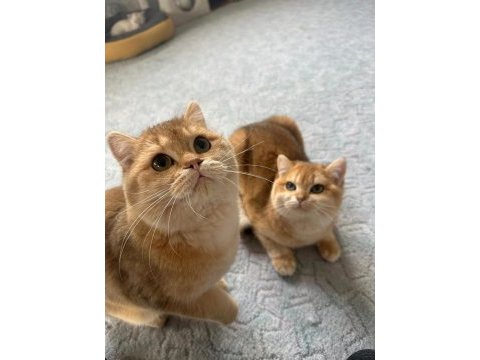 Saf kan scr kayıtlı ny11 golden british shorthair yavrum