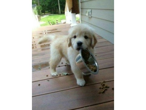 Golden retriever köpeği