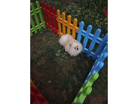 Pomeranian boo dişi üst düzey erkek