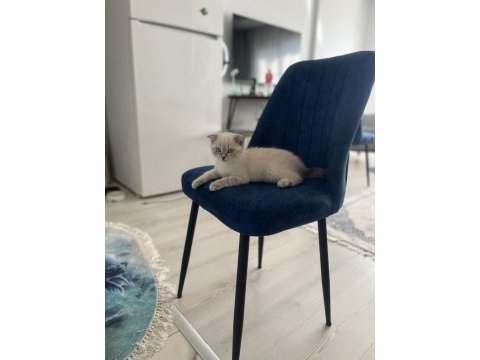 British shorthair gri maskeli