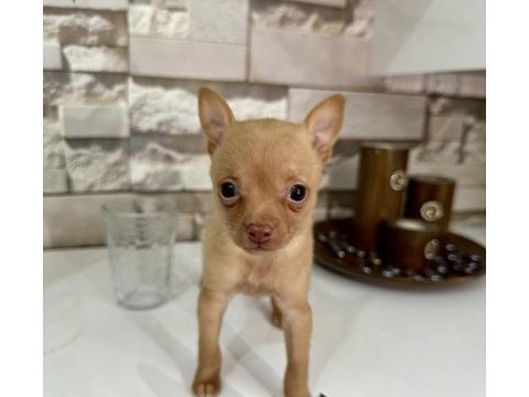 50 günlük minik dişi chihuahua yavrum yeni ailesini arıyor