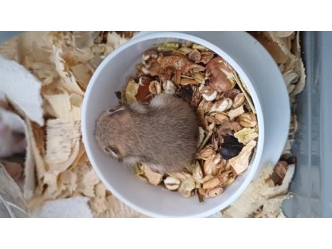 Suriye hamster yavrusu