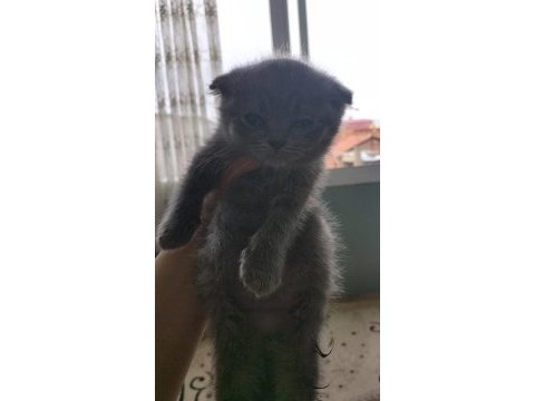 Orjinal british longhair yavruları 1 erkek 2 dişi