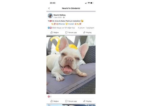 İzmirden lilac tan plantiyum french bulldog