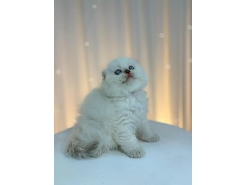 Irk ve sağlık garantili scottish fold kediler