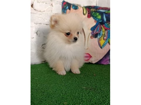 Pomeranian yavrularımız