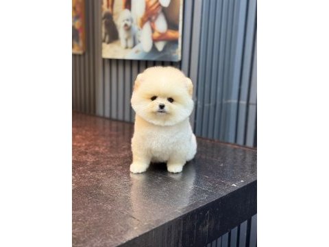 Pomeranian boo köpekleri