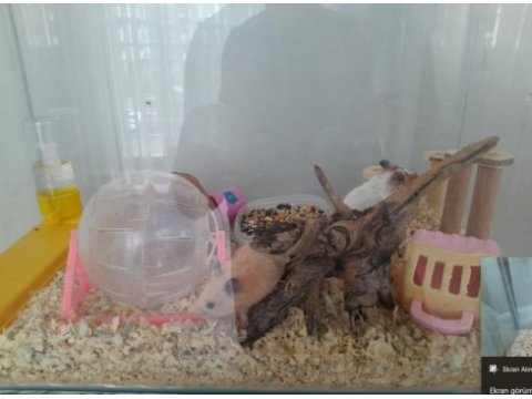 Minik hamsterlar çok tatlı