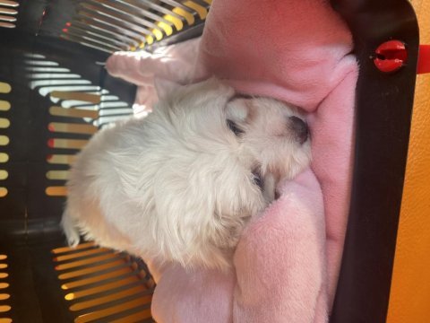 Maltese terrier