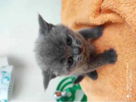 British shorthair yavru kediler