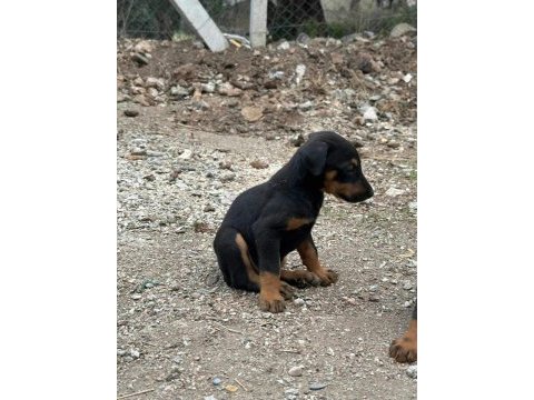 Doberman yavrularımız yeni yuvalarını arıyor