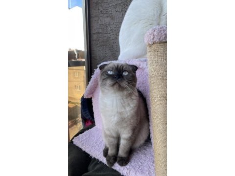 1.5 yaşında çok acil scottish fold