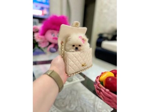 Mikro boy pomeranian prenses