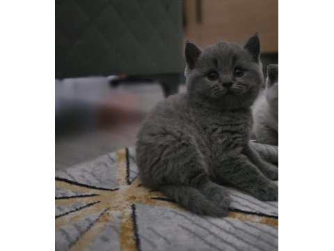 Gri ayı kafa yavru british shorthair