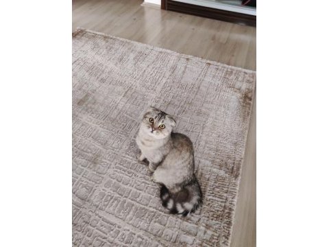 8 aylık oyuncu cana yakın scottish fold