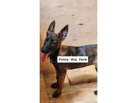 A şecereli üst kalite malinois yavruları