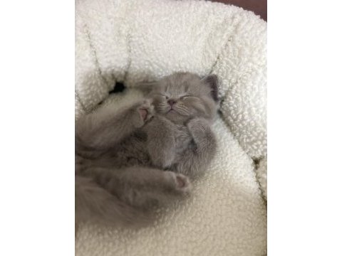 British shorthair 1.5 aylık bebekler