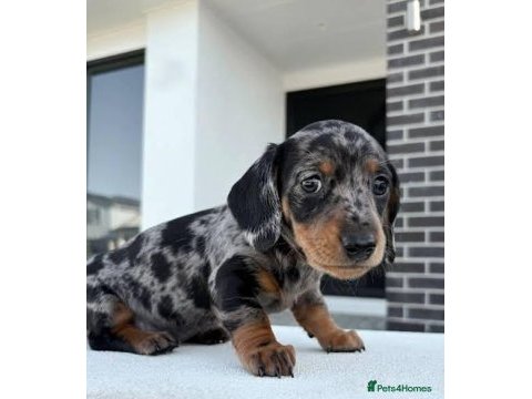 Nadir bulunan blue merle dachshund bebeğimiz aşılı