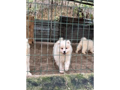 Kıf/fcı şecereli en iyi kalite samoyed bebekler