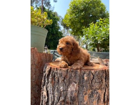 Kilo garantili karma aşıları yapılmış poodle yavrular