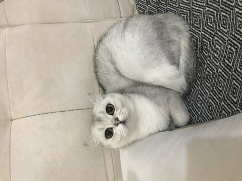 Anne baba british dişi shorthair