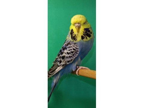 Jumbo damızlık dişi muhabbet kuşlar