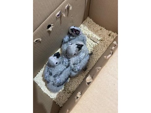 El besleme bebek jako düşünenler kaçırmasın