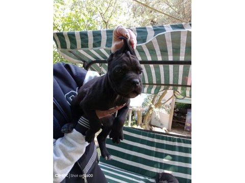 Cane corso yavrularımız ırk garantilidir