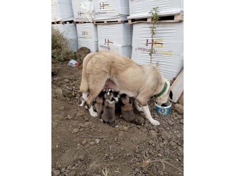 Yedi tombiş yavru yuvasını arıyor